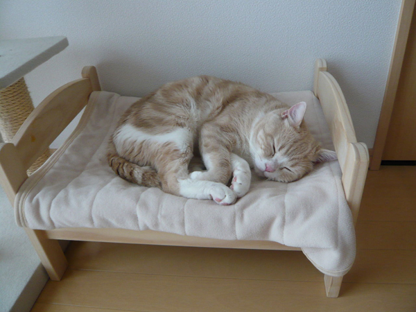 เตียงนอนแมวสุดเริด ไอเดียเจิด ๆ จากทาสแมวญี่ปุ่น