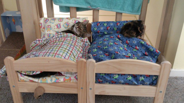 เตียงนอนแมวสุดเริด ไอเดียเจิด ๆ จากทาสแมวญี่ปุ่น