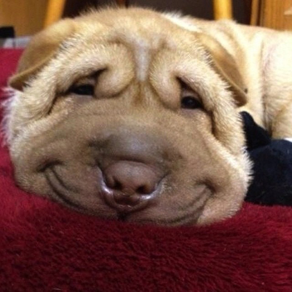 21 เรื่องเฮฮาของหมาหน้ายิ้ม ที่เห็นแล้วอดยิ้มตามไม่ได้