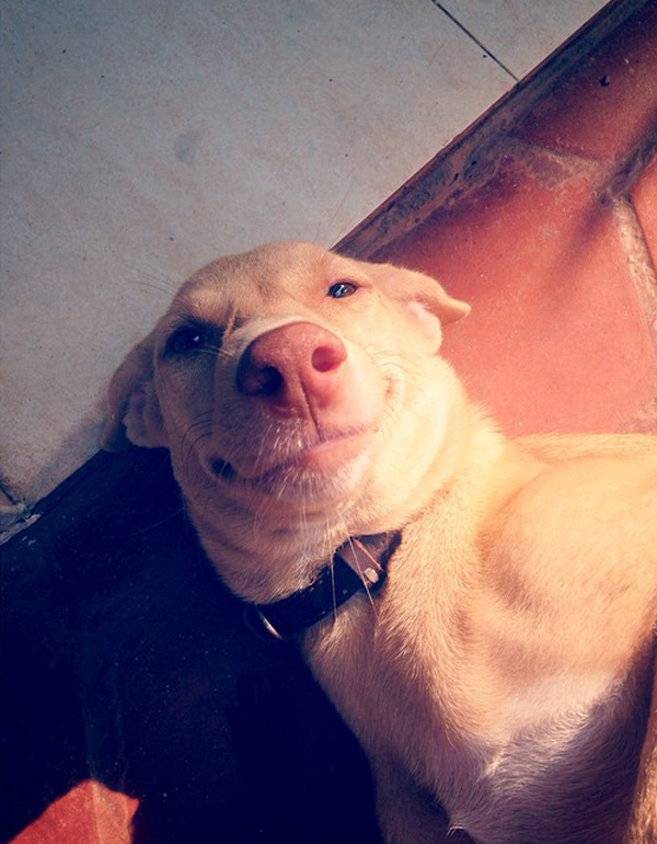 21 เรื่องเฮฮาของหมาหน้ายิ้ม ที่เห็นแล้วอดยิ้มตามไม่ได้