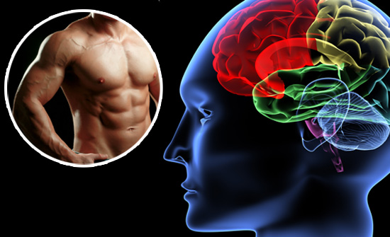 การทำงานของสมองมีผลต่อการสร้างกล้ามเนื้อ  
