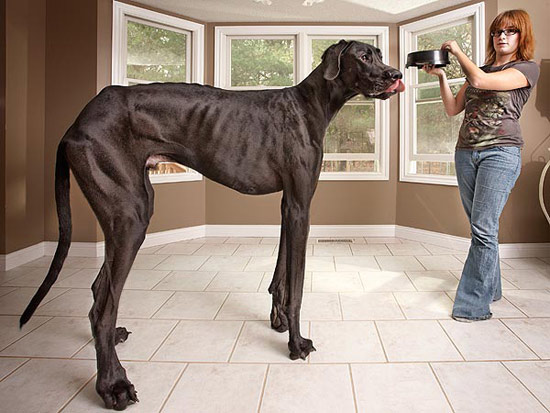 ซุส สุนัขไซส์ยักษ์สูงที่สุดในโลก ตายแล้ว 