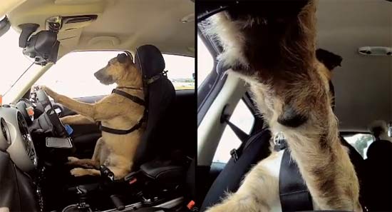 ว้าว ทึ่งเลย! ชมคลิปสุนัขขับรถได้ตัวแรกของโลก