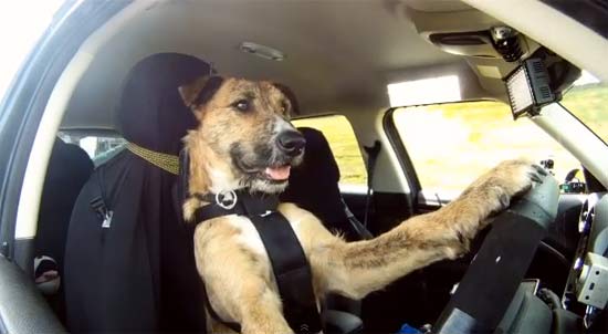 ว้าว ทึ่งเลย! ชมคลิปสุนัขขับรถได้ตัวแรกของโลก