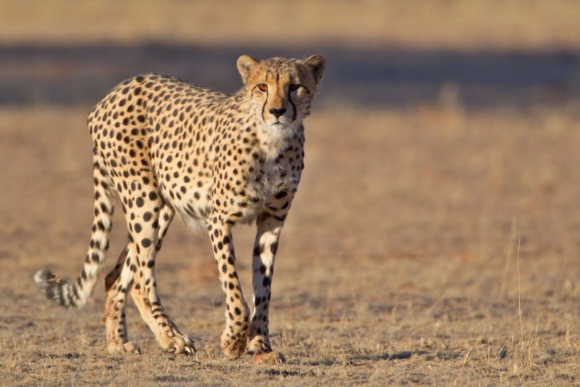 สัตว์ 10  ชนิด ที่เคลื่อนไหวเร็วที่สุดในโลก