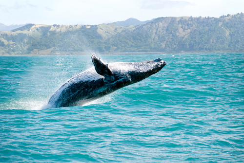 สารพันน่ารู้ของ วาฬสีน้ำเงิน สัตว์น้ำที่ใหญ่ที่สุดในโลก