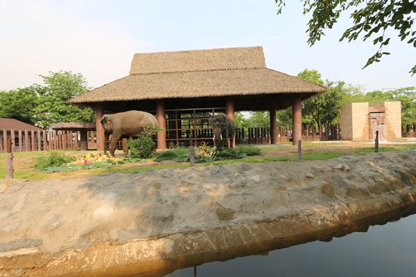สงกรานต์นี้ ชวนเที่ยวสวนสัตว์ดุสิต ชมบ้านช้างหลังใหม่ !!