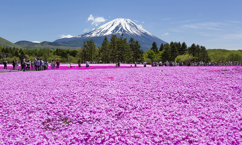 เริ่มแล้วเทศกาลชมดอกชิบะซากุระ เคียงคู่ภูเขาไฟฟูจิ