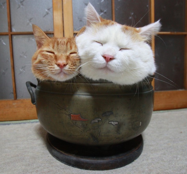 ชิโร่เนโกะ แมวตะกร้าหลายฉายา กับความน่ารักที่ไม่เหมือนใคร
