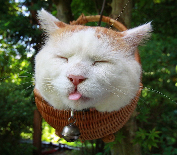 ชิโร่เนโกะ แมวตะกร้าหลายฉายา กับความน่ารักที่ไม่เหมือนใคร