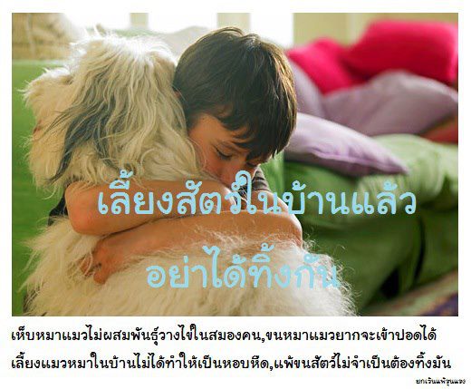 Fast Fact เลี้ยงสัตว์ในบ้านหรือห้องนอนได้หรือไม่ แบบหมอแมว