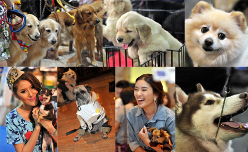 Thailand International Dog Show 2013